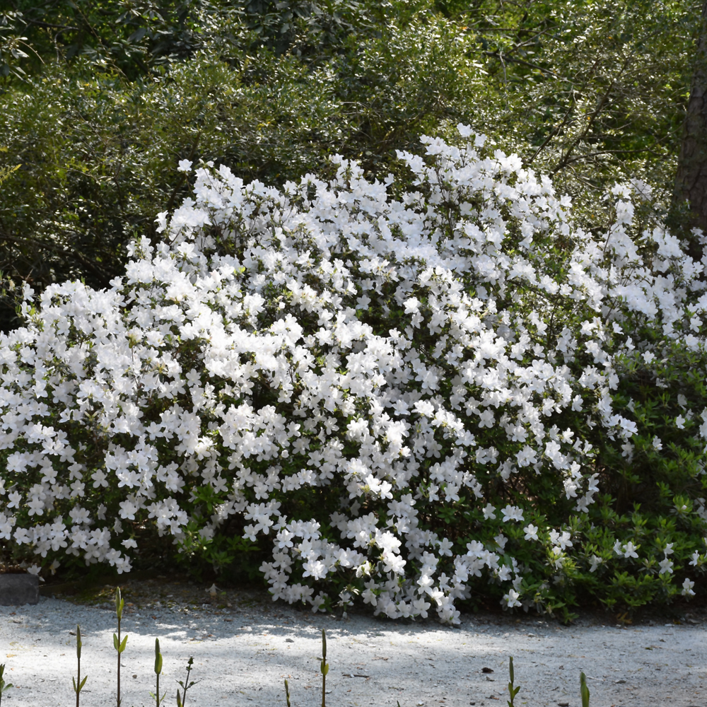 Azalea – Delaware Valley White – #3 Container